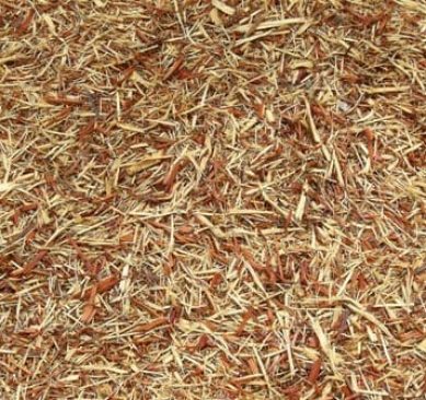 Mississippi valley cedar